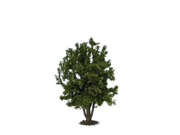 Noch 68015 – Deciduous Tree 24cm